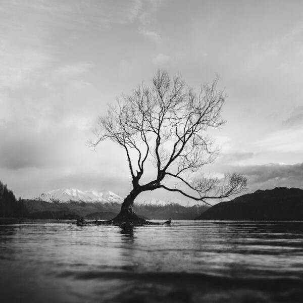 grayscale photo of bare tree on calm body of water